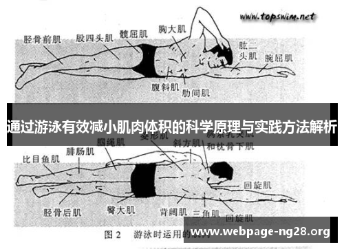 通过游泳有效减小肌肉体积的科学原理与实践方法解析
